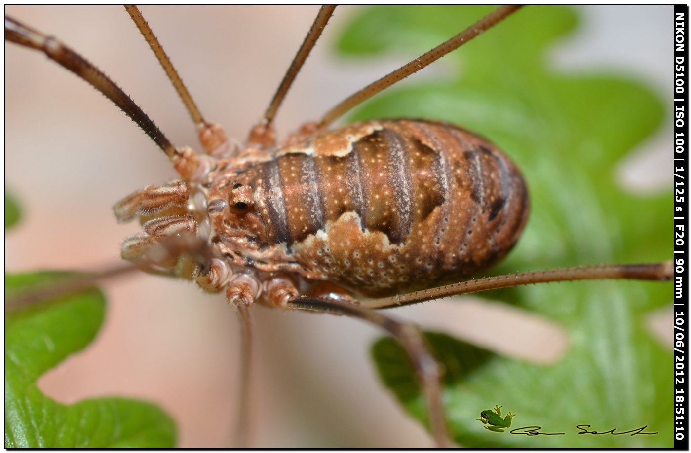 Dasylobus argentatus da Villanova Monteleone No 154